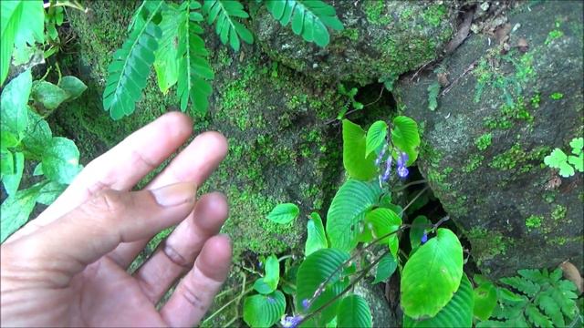 Krambilan (Biophytum sensitivum) - part 1 смотреть онлайн