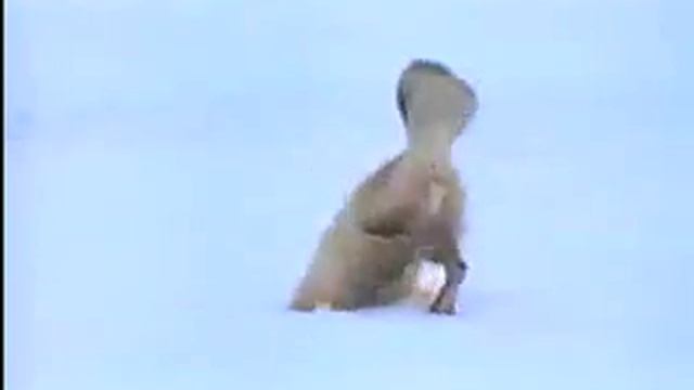 лиса ловит мышей смотреть онлайн