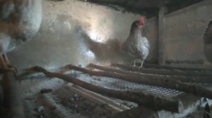 обогрев курятника включаю  днём