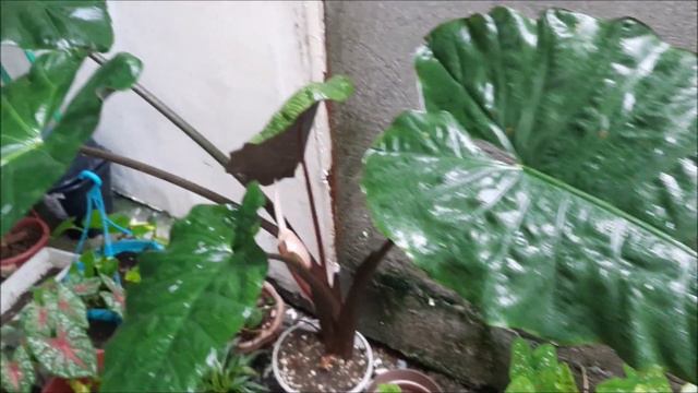 Badjang or Alocasia Macrorrhizos Native Plant in the Philippines смотреть онлайн