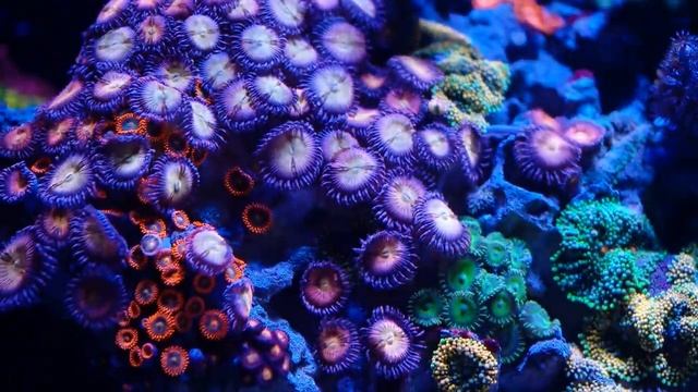 SAM 4172 HQ 1920x1080 смотреть онлайн