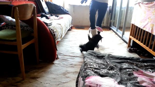 Беспощадный чёрный котище.avi смотреть онлайн