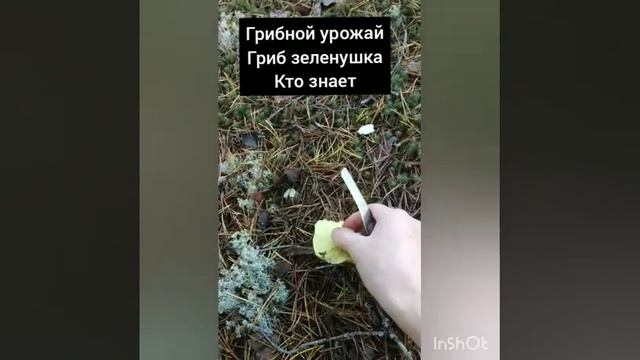 гриб Зеленушка гриб белый. грибная охота 13 сентября 2020 г. смотреть онлайн