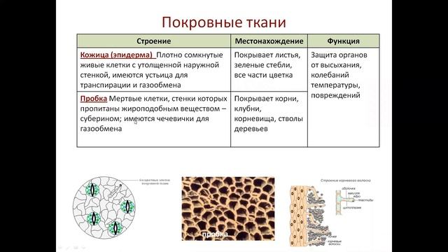 ЕГЭ по биологии. Занятие 6. Ткани растений. Вегетативные органы смотреть онлайн