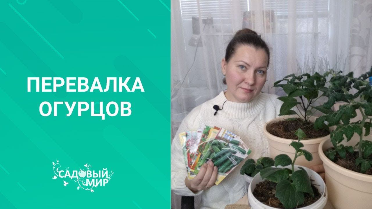 А у нас зимой цветут томаты и завязываются огурцы! смотреть онлайн