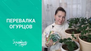 А у нас зимой цветут томаты и завязываются огурцы!