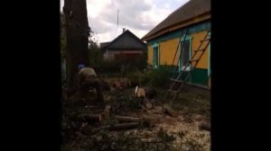 Спиливание старого дерева возле дома. "Это прикольно?"