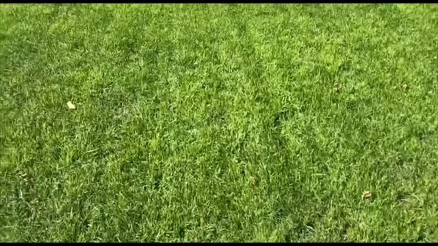 Как наш подписчик газон свой восстанавливал смотреть онлайн