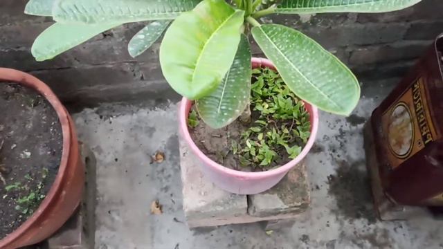 Dwarf singapore pink.pink plumeria.pink champa plant (কাটচাঁপা) смотреть онлайн