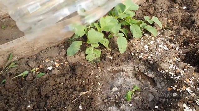 146. Дела огородные. Гладиолусы, томаты в теплицу , картофель высадил. смотреть онлайн