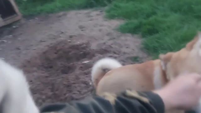 Воспитание щенка лайки! "Хан" учится ходить на поводке! смотреть онлайн