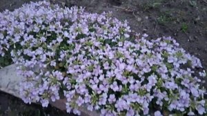 АРАБИС или РЕЗУХА АЛЬПИЙСКАЯ. 18 апреля.