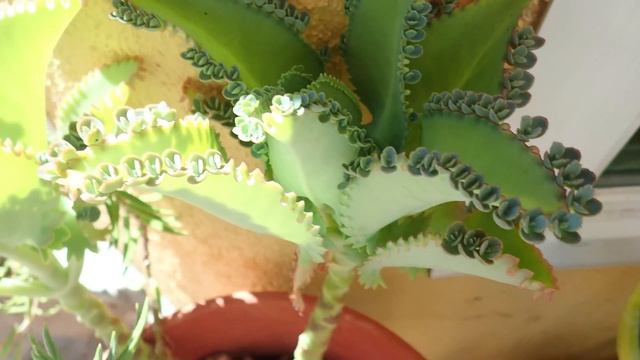 OLYMPUS TG-5 TEST SHOTS смотреть онлайн