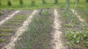 Освоение целины - огород с нуля