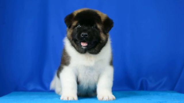 Продается девочка Американская акита питомник Жбаноф смотреть онлайн