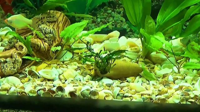 Мой новый 100 литровый аквариум смотреть онлайн