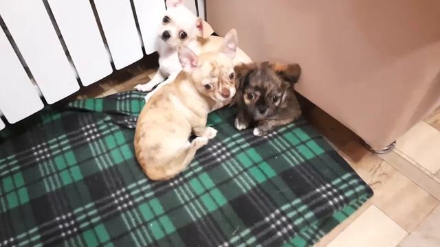 щенки чихуахуа Симферополь Крым продам купить Мини собачки Ми-ми-ми редкий окрас тигровый миниатюрн смотреть онлайн