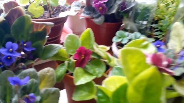 Узамбарские фиалки - настало время похвалиться! смотреть онлайн