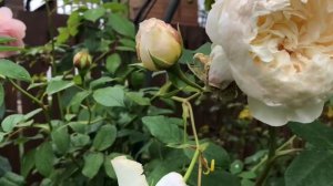 Английская Роза Клэр Остин. Rose Claire Austin