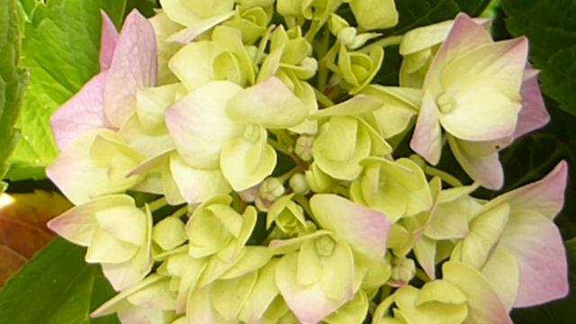 Hydrangea  Aspera - Hortensía - Hindarblóm - Stássjurtir - Garðyrkja