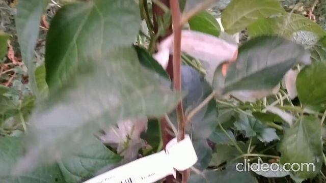 НЕ спешите ВЫКОРЧЕВЫВАТЬ, а пробуем РЕАНИМИРОВАТЬ саженцы смотреть онлайн