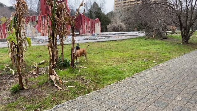 Кто сильнее стаф или бигль. Beagle VS Amstaff