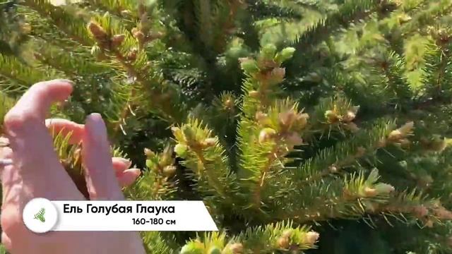 Ель Голубая Глаука 160-180 см смотреть онлайн