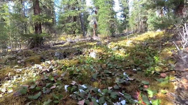 Поход на Безымянное озеро, розыгрыш паракордового браслета. смотреть онлайн