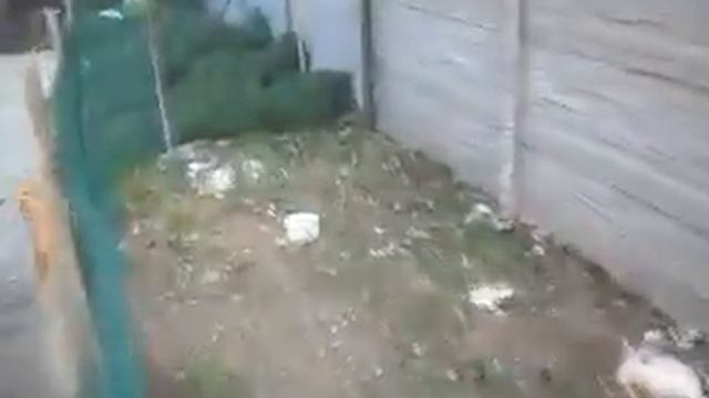 вот так бездомные собаки рвут птицу во дворах села добрушино смотреть онлайн