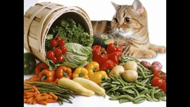 как кормить кошку сухим кормом смотреть онлайн