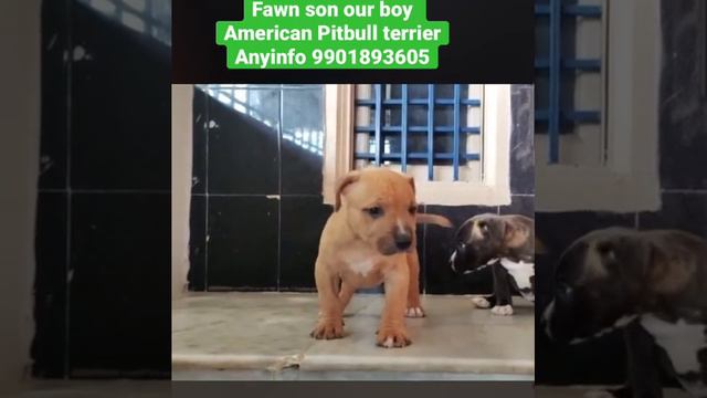 Check the quality American Pitbull terrier top male not in cheap price Chikmagaluru Belur dogs смотреть онлайн