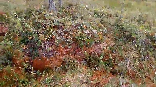 Морошка 2016. Недоделки))) смотреть онлайн