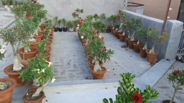 BEST ONLINE ADENIUM PLANTS SELLER