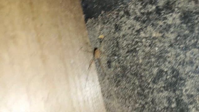 Арахнофобам не смотреть! Паук-Сенокосец смотреть онлайн