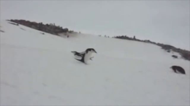 Penguin Belly Slide смотреть онлайн