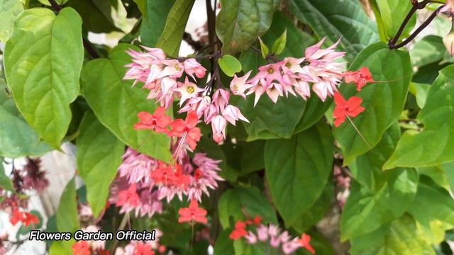clerodendrum thomsoniae, nona makan sirih, flowers garden смотреть онлайн