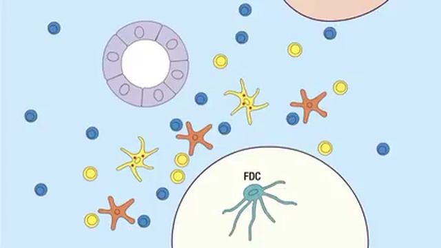 8 2 Lymph Node Development смотреть онлайн