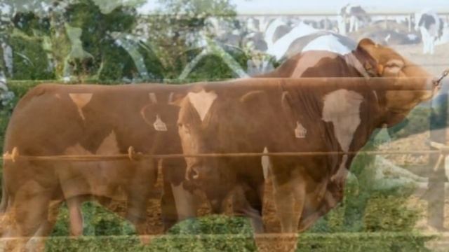 Технология откорма телят мясных пород | КРС | Мясное скотоводство | Мясной откорм телят смотреть онлайн