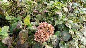 Гортензии крупнолистные ремонтантные выращиваемые без укрытия ноябрь