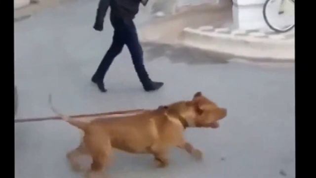 Смешное необычное видео с собаками! смотреть онлайн
