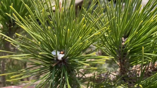 РАССЛЕДОВАНИЕ В САДУ. Что обнаружила на деревьях и хвойных. смотреть онлайн