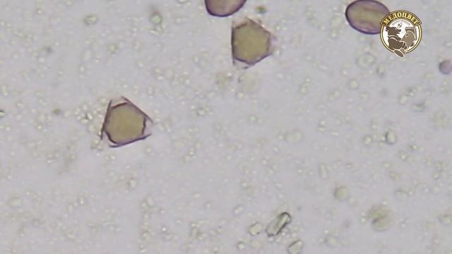 Manuka with Black Forest Honey смотреть онлайн