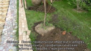 Груша Чудесница