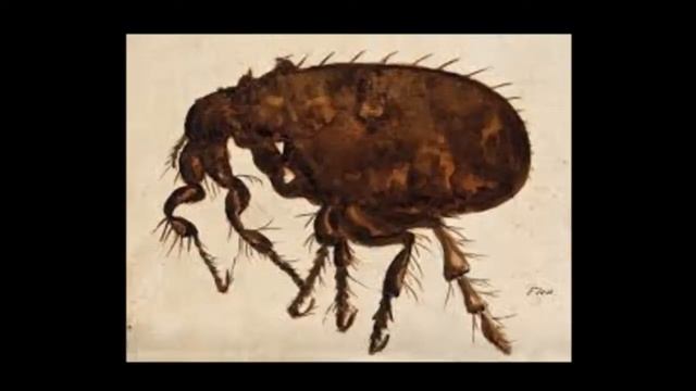 How to Use Brewer's Yeast As a Flea Treatment for Dogs ?? ?? смотреть онлайн