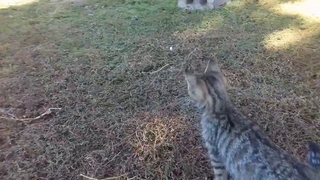 ОХОТНИКИ ОТ БОГА! КОТИКИ В СЕЛЕ! ?❤?...