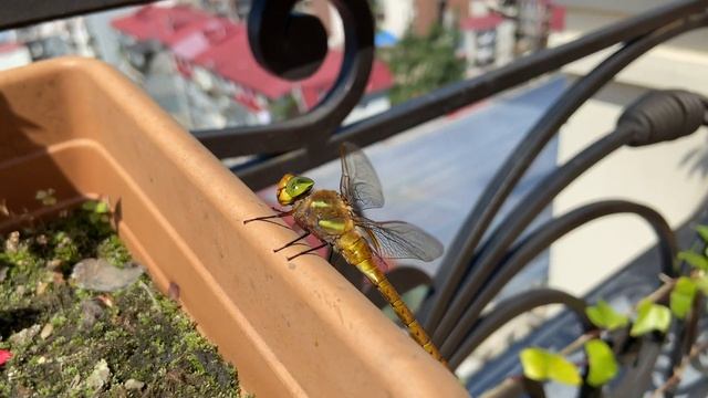 стрекоза,крылья стрекозы|dragonfly, dragonfly wings|ჭრიჭინა და ჭიანჭველა,4k смотреть онлайн