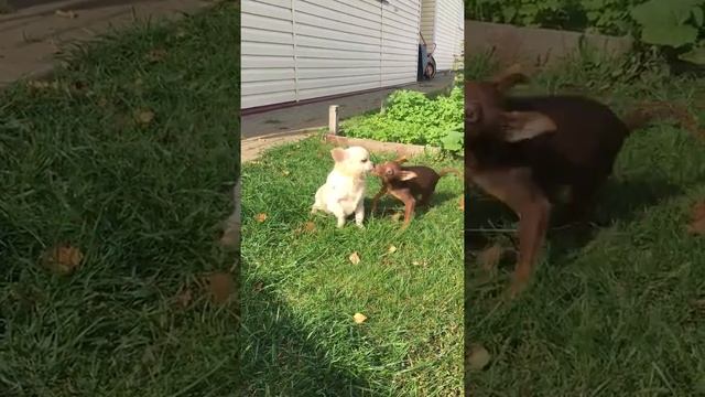 Длинношёрстный чихуахуа и девочка той терьер смотреть онлайн