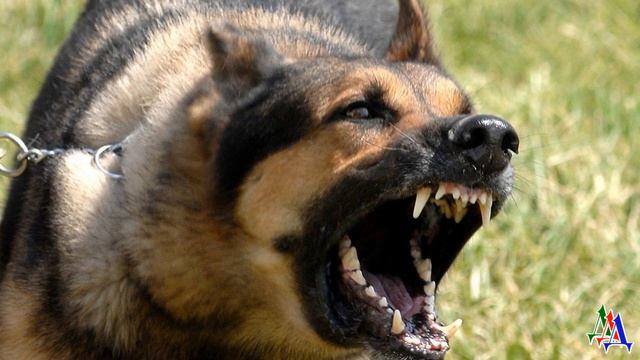 Собака молчала, но ее злобные и страшные глаза, звериный оскал, наводили дикий ужас на грабителя смотреть онлайн