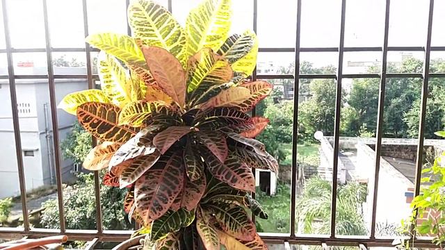 Show Plant || Croton Plant смотреть онлайн
