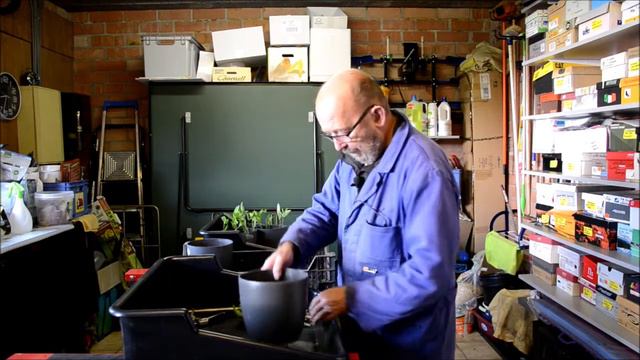 stekken van Peppino, citroen en gewone pelargonium смотреть онлайн